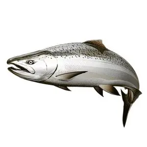 Chinook-King Salmon
