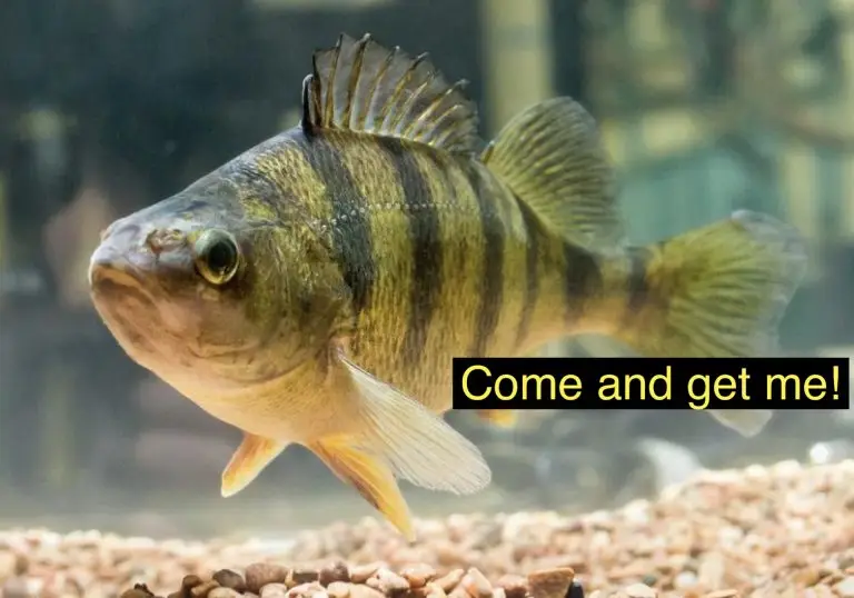 FISHING REPORT