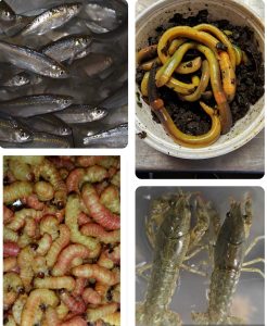 Fresh Bait | Park Bait Shop | Montrose Harbor Chicago Lakefront