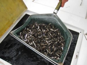 Park Bait Shop Minnows|Montrose Harbor|Chicago Lakefront