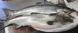 Chinook-King | Park Bait